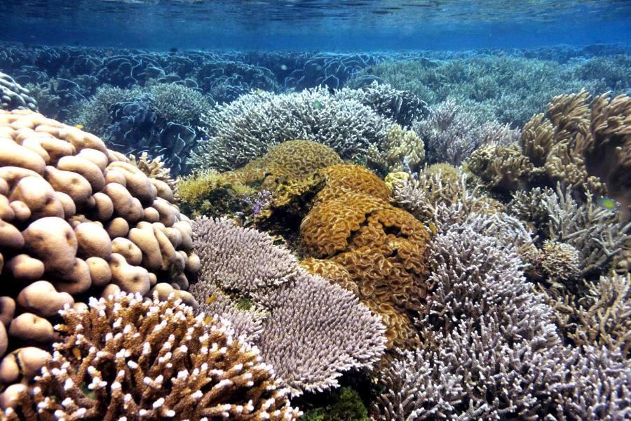 Bolilanga Island Resort - Togean Island Angkayo Dış mekan fotoğraf