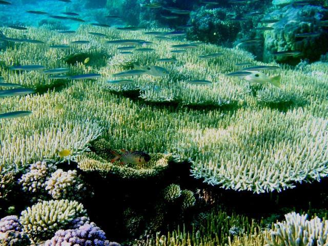 Bolilanga Island Resort - Togean Island Angkayo Dış mekan fotoğraf